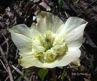 Primrose anemonenblütig 2010