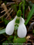Galanthus plicatus subspec. byzantinus '