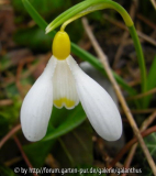 Galanthus nivalis Sandersii Group ex Lowick