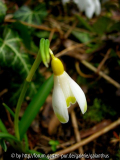 Galanthus nivalis 'Ecusson d'Or'