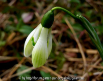 Galanthus 'Cowhouse Green'