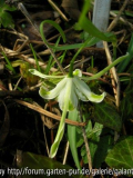 Galanthus nivalis 'Walrus'