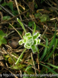 Galanthus nivalis 'Walrus'
