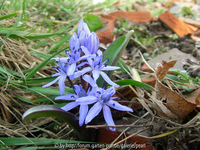 Scilla bifolia 19_ März 2010