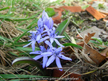 Scilla bifolia 19_ März 2010
