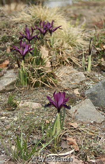 Iris-reticulata-Hybride 