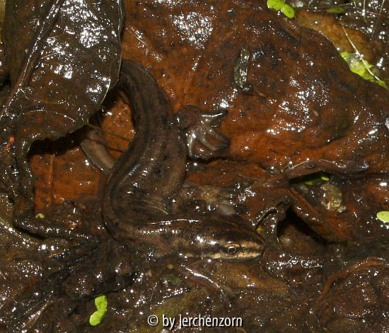 Teichmolch-Männchen (Triturus vulgaris)
