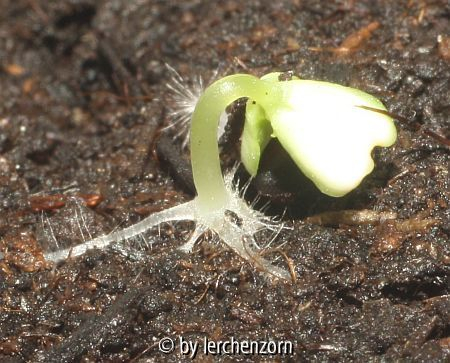 Jiaogulan (Gynostemma pentaphyllum)