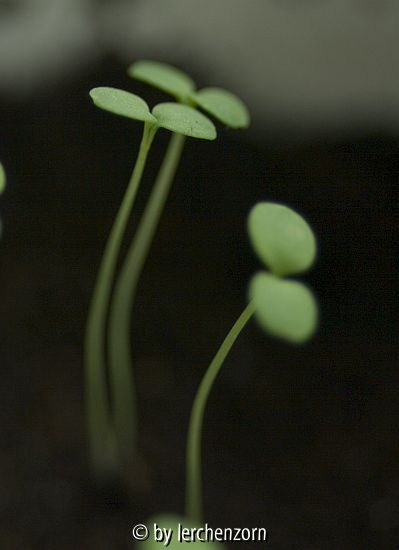 Steintäschel (Aethionema coridifolium)
