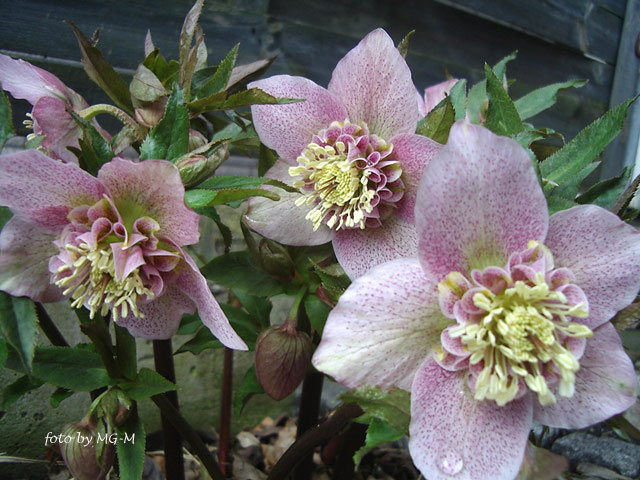 Rosa Pünktchen Anemone 2010