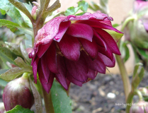 Raspberry Ripples 2010
