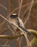 Schwanzmeise
