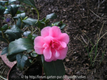 rosa Namenlose