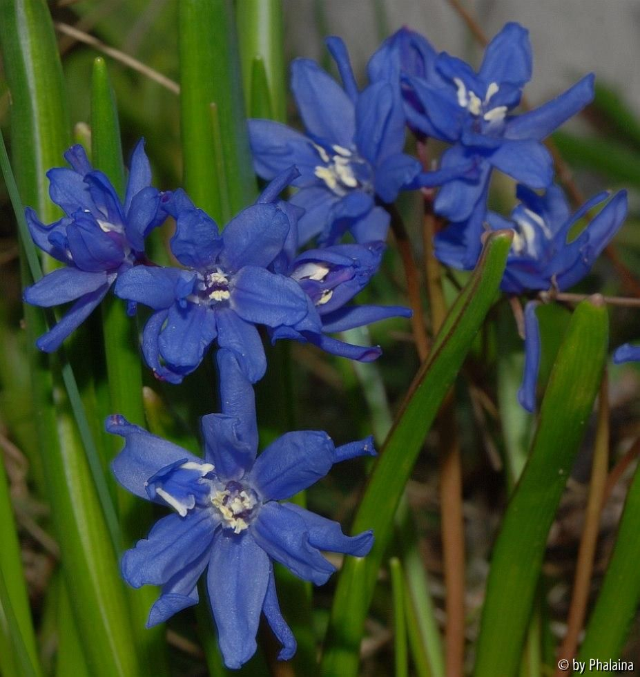 Scilla aff. bifolia Double