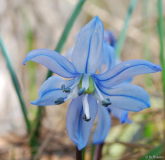 Othocallis siberica ssp. armena