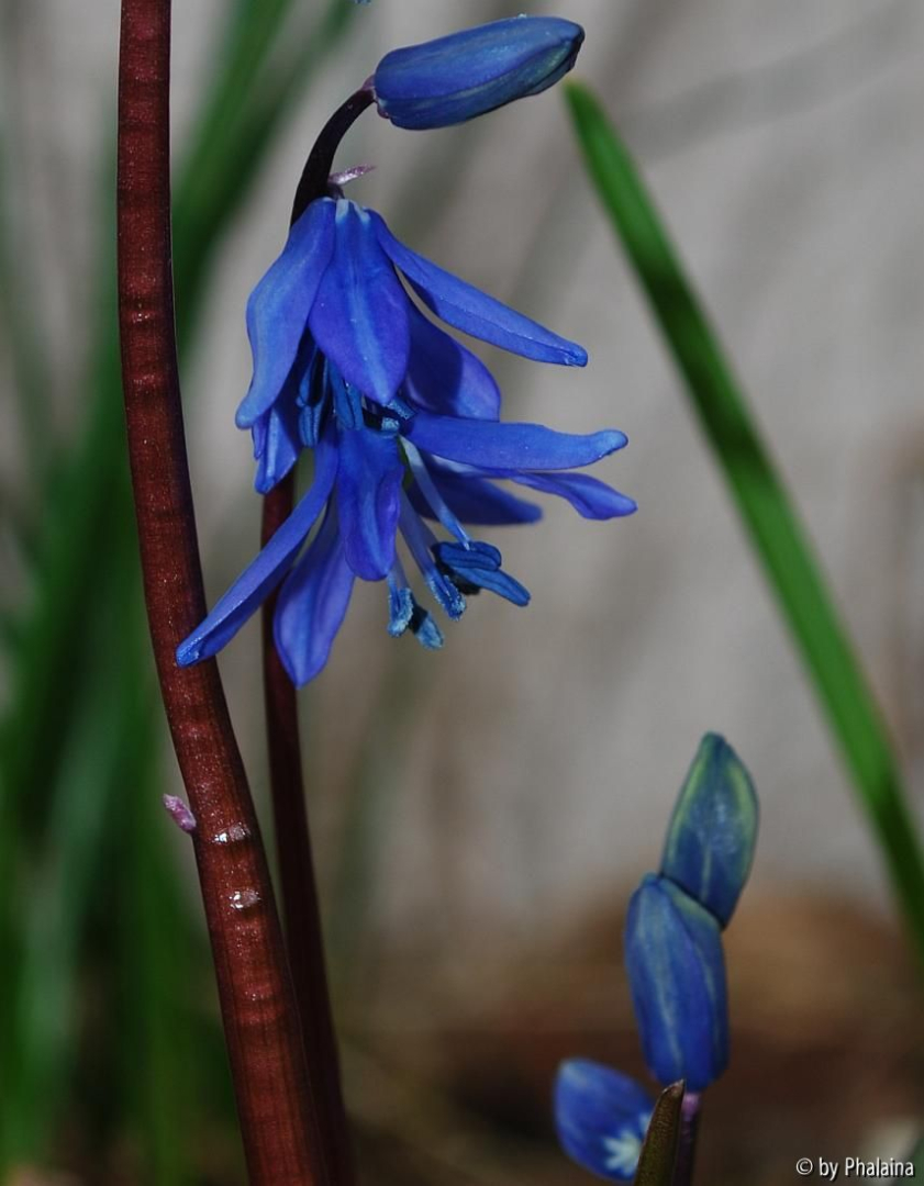 Othocallis siberica ssp. caucasica