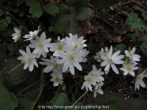 Hepatica transsilvanica Eisvogel