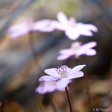 Märzblüte 7