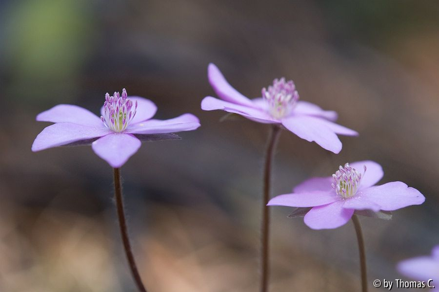 Märzblüte 6