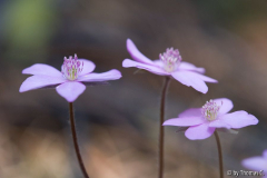 Märzblüte 6