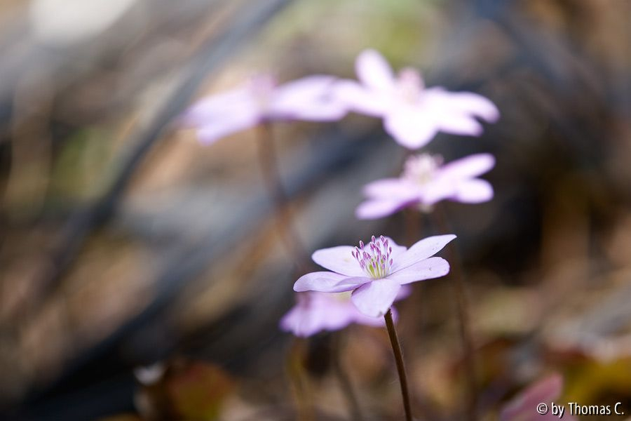 Märzblüte 5