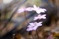 Märzblüte 5