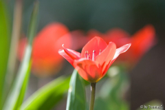 Märzblüte 4