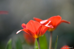 Märzblüte 3