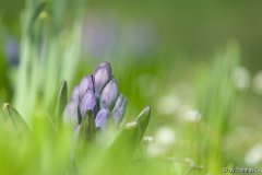 Märzblüte 1