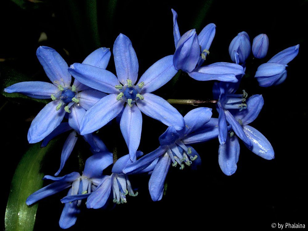 Scilla x allenii