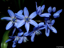 Scilla x allenii
