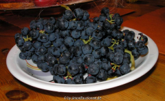 Weintraubenernte 2005
