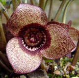 Asarum species - Blüte