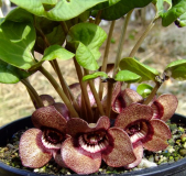 Asarum species