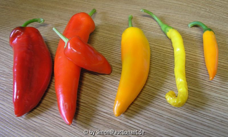 diverse Chili