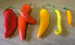 diverse Chili