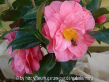 unbekannte Rosa 2 März.jpg