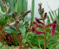 Diverse Lerchensporne