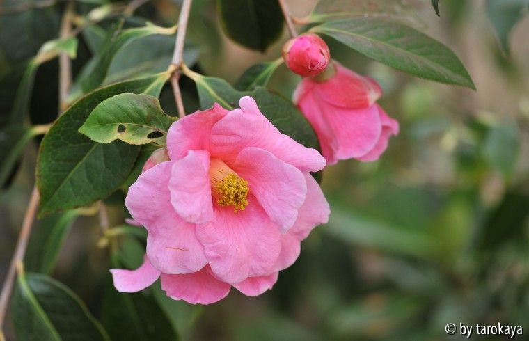 C.reticulata10