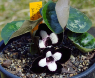 Asarum maximum - 4