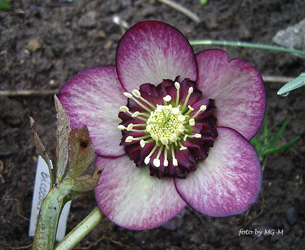 bicolour anemone 2010