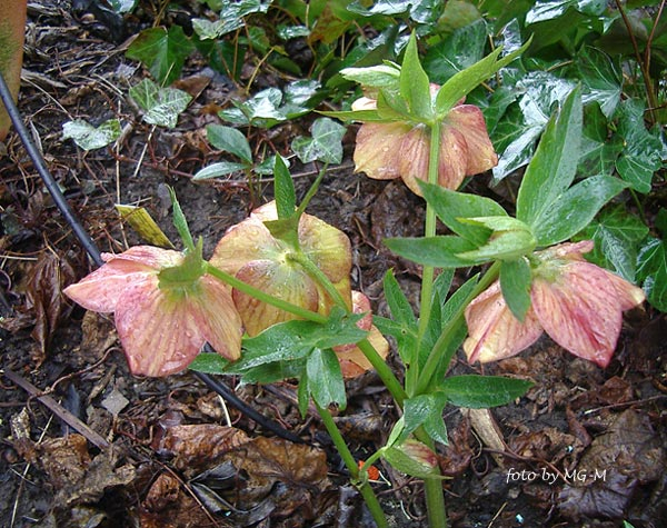 Peach/Aprikot spotted 2010 Rückseite