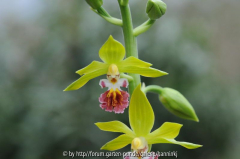 Calanthe tricarnata 2010