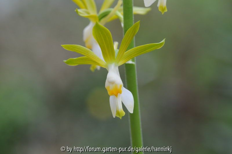 Calanthe onbekend 2010