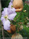 Puppenköpfe an Clematis