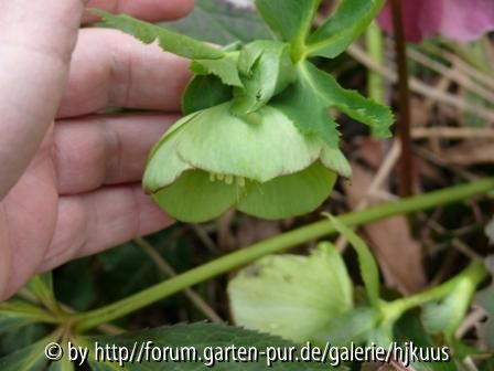 Helleborus 2010