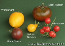 Tomatensorten 2005