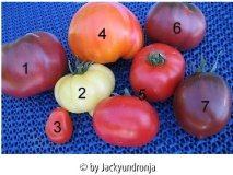 tomaten.jpg