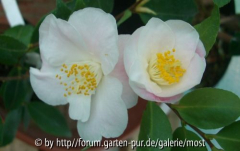 Quintessence März 2010 3.jpg