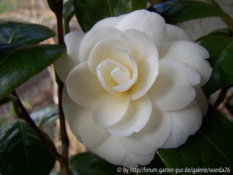 C. japonica 